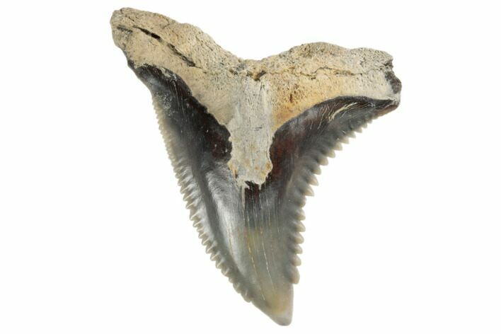 Snaggletooth Shark (Hemipristis) Tooth - Aurora, NC #194940